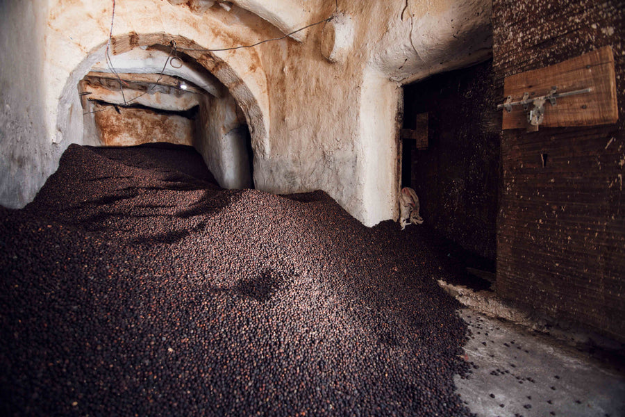 Monk of Mokha Rare Coffee Bundle