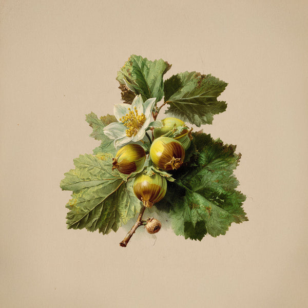 Hazelnut